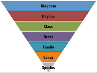 Classification